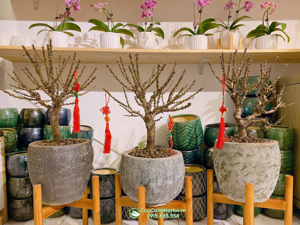 Địa chỉ bán đào thất thốn tại Hà Nội