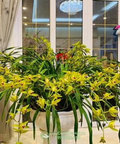 Địa lan kiếm trần mộng sapa thích hợp trang trí nội thất văn phòng