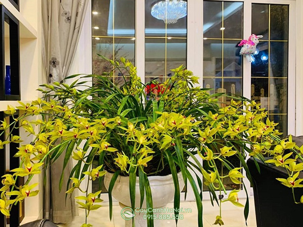 Địa lan kiếm trần mộng sapa thích hợp trang trí nội thất văn phòng