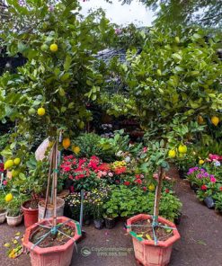 giá bán cây chanh nước hoa Quảng Đông