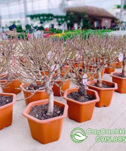 giá đào thất thốn mini