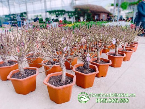giá đào thất thốn mini