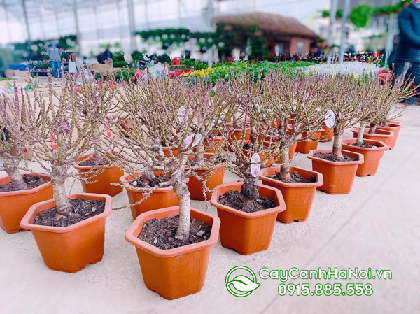 giá đào thất thốn mini