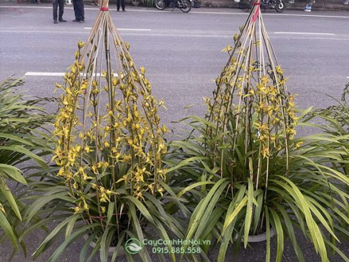 giá lan trần mộng