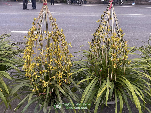 giá lan trần mộng