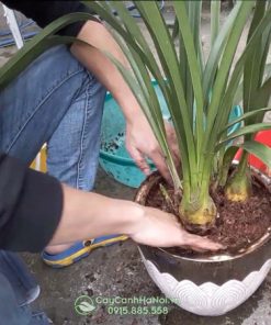 giá thể trồng địa lan trần mộng