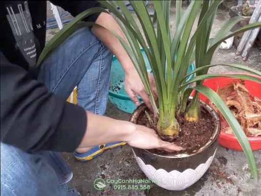 giá thể trồng địa lan trần mộng