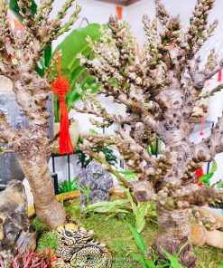Cây đào thất thốn đẹp nhất phải có phần gốc to hơn phần thân