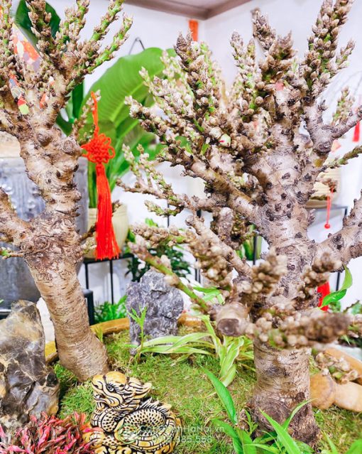 Cây đào thất thốn đẹp nhất phải có phần gốc to hơn phần thân