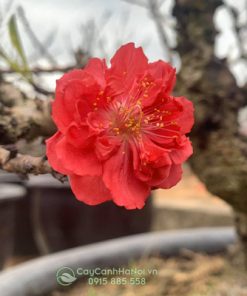 hình ảnh hoa đào thất thốn