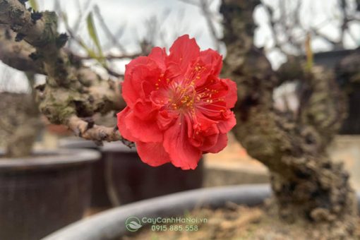 hình ảnh hoa đào thất thốn