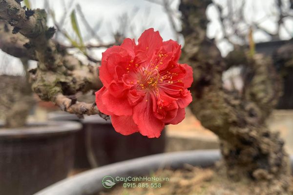 hình ảnh hoa đào thất thốn