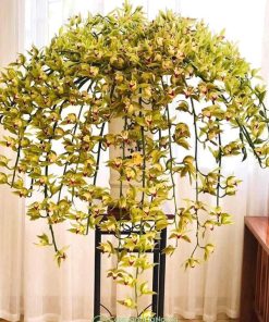 Hoa địa lan trần mộng cắt cành cắm hoa nghệ thuật
