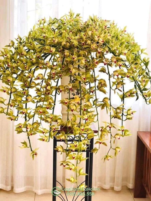 Hoa địa lan trần mộng cắt cành cắm hoa nghệ thuật