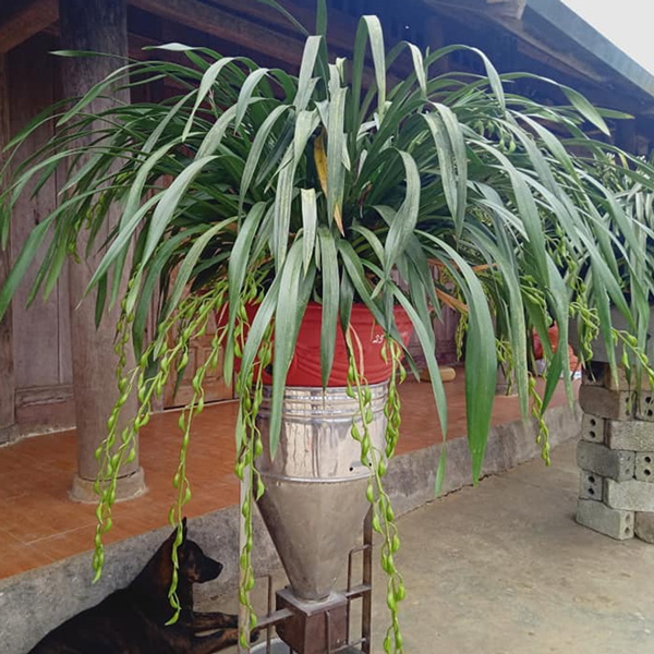 Hoa địa lan trần mộng rừng