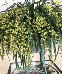 Kỹ thuật trồng lan trần mộng