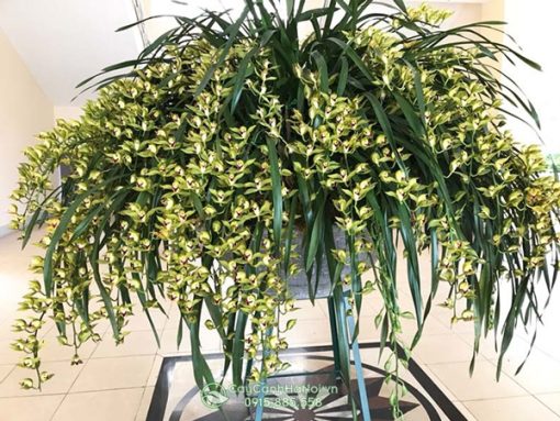 Kỹ thuật trồng lan trần mộng