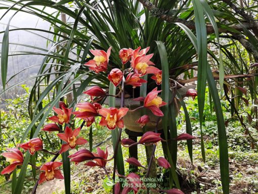 Địa lan trần mộng rừng