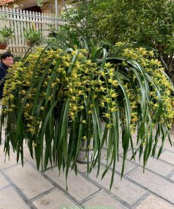 Hoa địa lan trần mộng trang trí tết