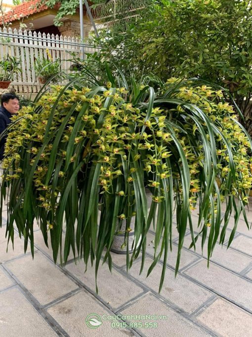 Hoa địa lan trần mộng trang trí tết