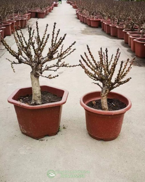 Lưu ý khi trồng và chăm sóc cây đào thất thốn