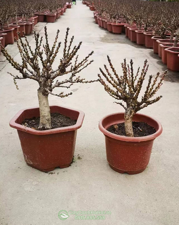 Lưu ý khi trồng và chăm sóc cây đào thất thốn