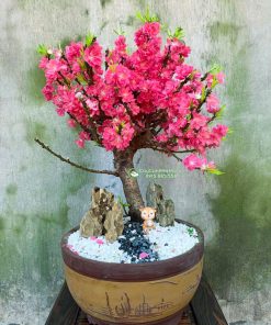 nguồn gốc đào thất thốn