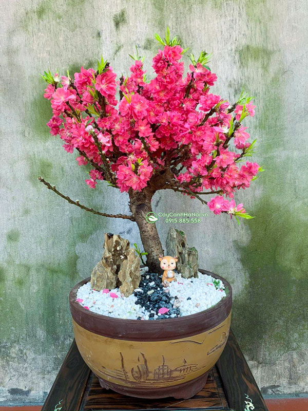nguồn gốc đào thất thốn