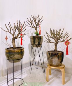 Nơi bán đào thất thốn giá rẻ tại Hà Nội