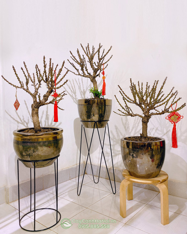Nơi bán đào thất thốn giá rẻ tại Hà Nội