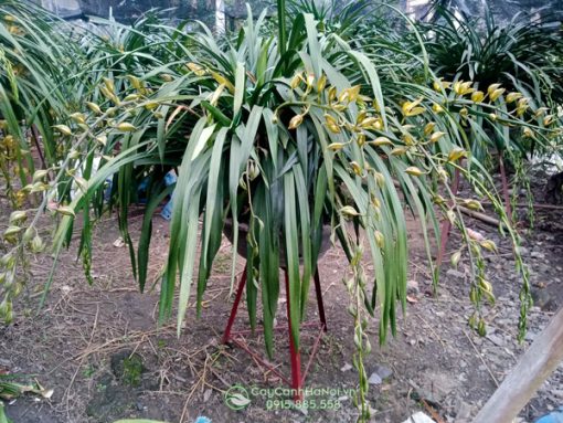 Nơi bán địa lan Sapa tại Hà Nội