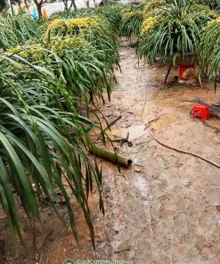 Nơi bán địa lan Trần Mộng giá tốt tại Hà Nội