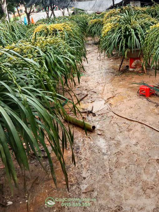Nơi bán địa lan Trần Mộng giá tốt tại Hà Nội