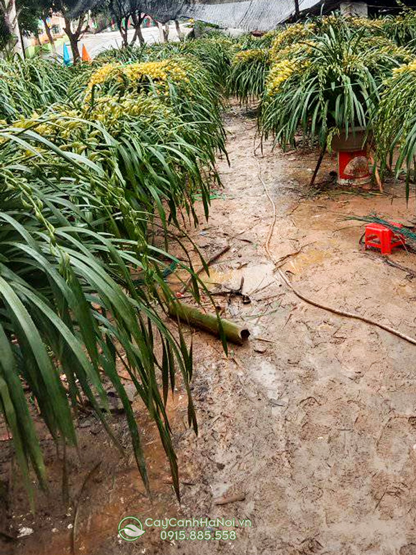 Nơi bán địa lan Trần Mộng giá tốt tại Hà Nội