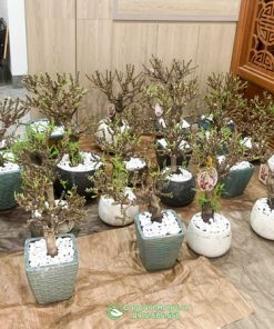 Sỉ lẻ chậu đào thất thốn trang trí Tết