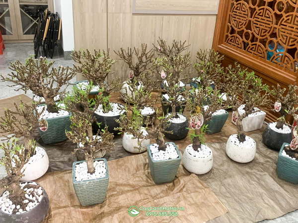 Sỉ lẻ chậu đào thất thốn trang trí Tết