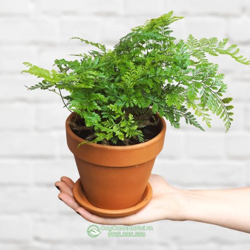Dương xỉ chân nhện trồng chậu đất nung