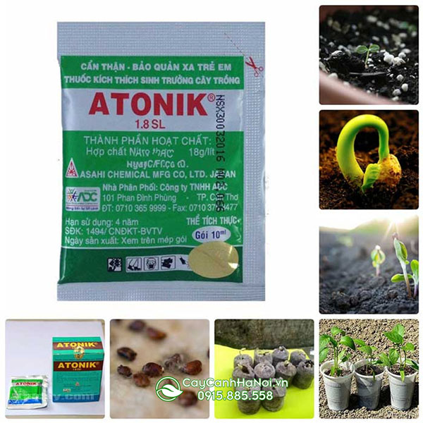 Atonik thuốc kích rễ, kích hoa, tăng khả năng đậu quả