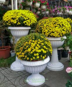 Bán chậu ly nhựa nhiều kích thước
