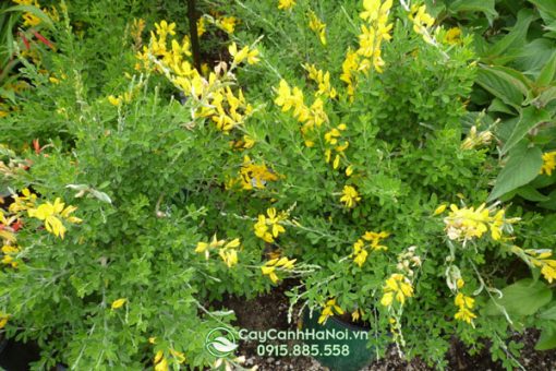 Cách trồng cây hoàng kim thảo
