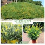 Cây Hoàng Kim Thảo