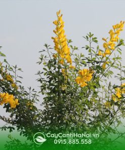 Cây hoàng kim thảo có hoa đẹp và mùi hương dễ chịu