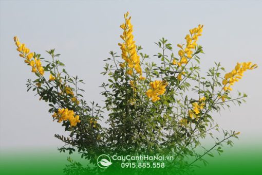 Cây hoàng kim thảo có hoa đẹp và mùi hương dễ chịu