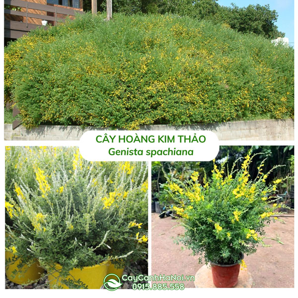 Cây hoàng kim thảo