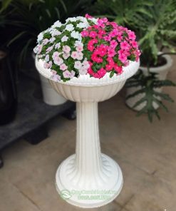 Chậu nhựa ly có chân đế trồng dừa cạn