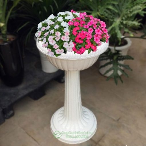 Chậu nhựa ly có chân đế trồng dừa cạn