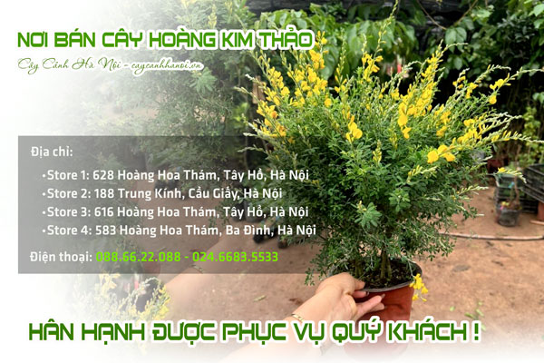 Cửa hàng bán cây hoàng kim thảo tại Hà Nội