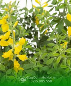 Đặc điểm lá hoàng kim thảo