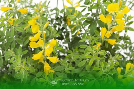 Đặc điểm lá hoàng kim thảo