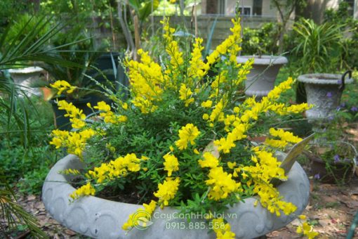 Hoàng kim thảo trồng chậu trang trí sân vườn